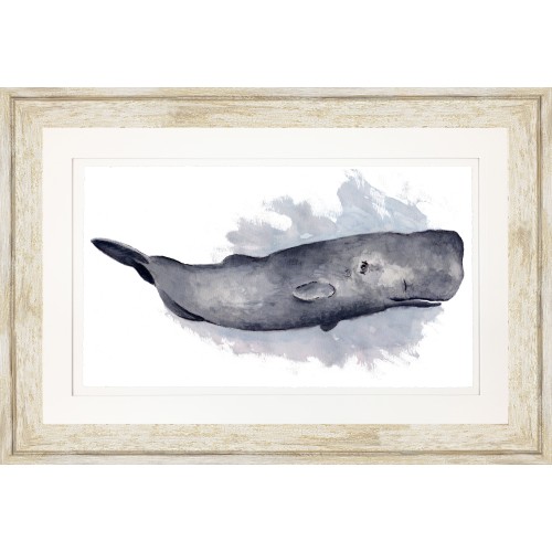 CL- SPERM WHALE